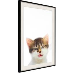 Arkiio Affisch Vexed Cat [Poster] 20x30 Poster